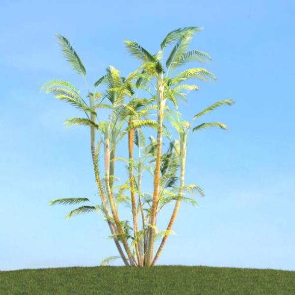 Tropical Tree